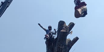 tree removal