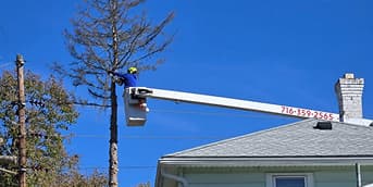 tree trimming and pruning